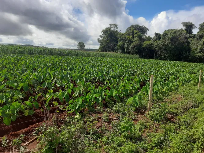 Chácara 20mil M2 entre Campo Limpo e Ouro Verde só R$ 400 mil
