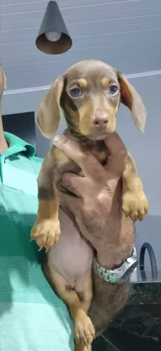 Dachshund filhotes fêmeas e macho