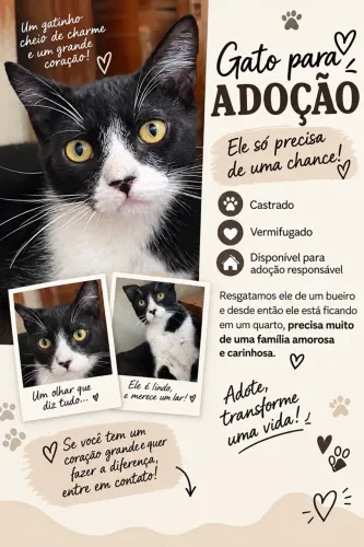 Gato macho castrado e vermifugado para adoção