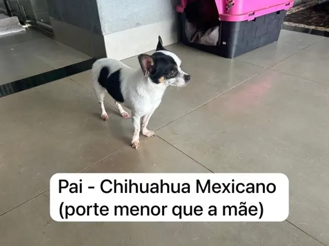 Animais
