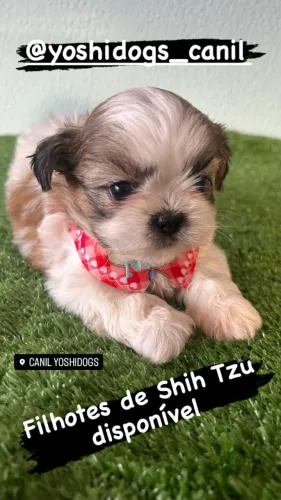 Filhotes de Shihtzu femea e macho exóticos de pronta entrega