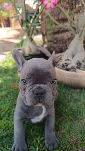 Buldogue francês blue