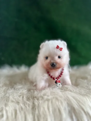 Lulu da Pomerania anão