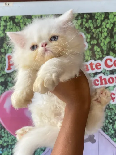 Machinhos , Lindos Gatinhos persa filhote brancos como neve e muito carinhosos