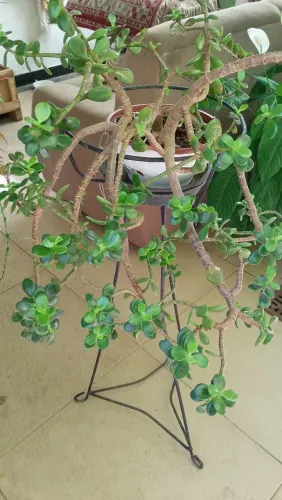 Desapego de planta jade