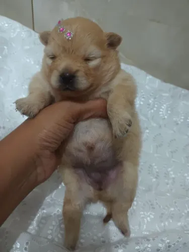 Vende-se 3 filhotes de Spitz Alemão 