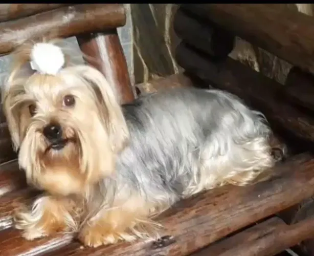 Linda yorkshire