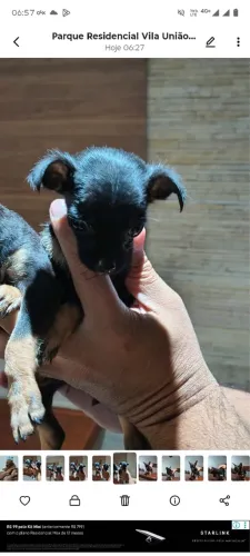 Pinscher