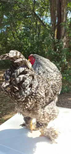 Vendo plantel Galo e galinha brahma 2 cores raras