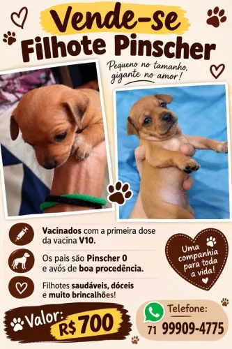 Filhote pinscher