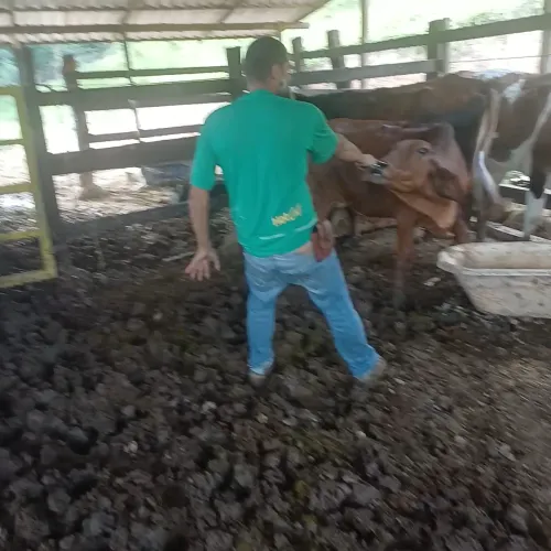 Vendo 3 vacas de leite 