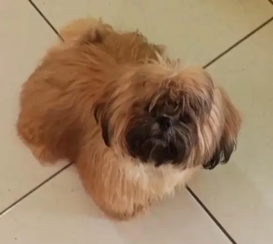 Shihtzu macho
