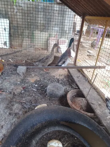 Casal de patos 