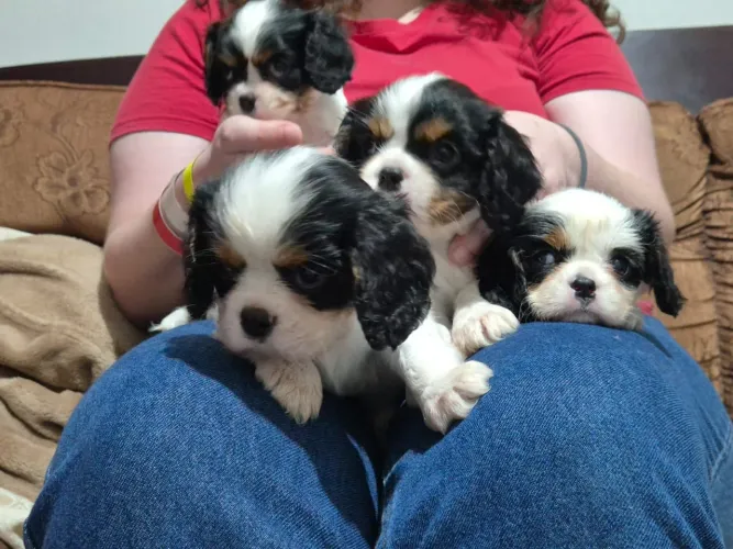 Filhotes de Cavalier king Charles