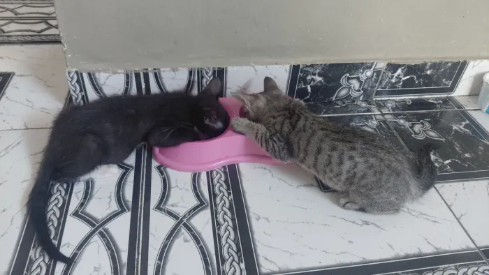 Doação de dois gatos filhotes de 2 meses
