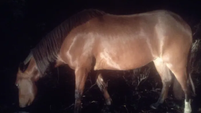 Lindo Cavalo