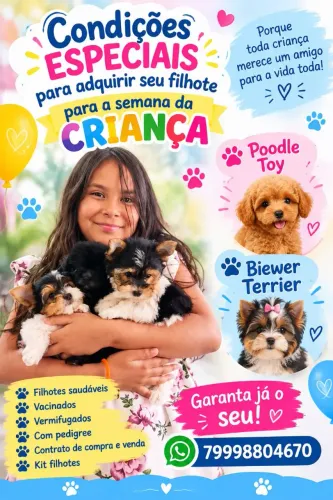 Filhotes de biewer Terrier 