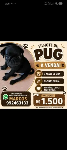 Animal