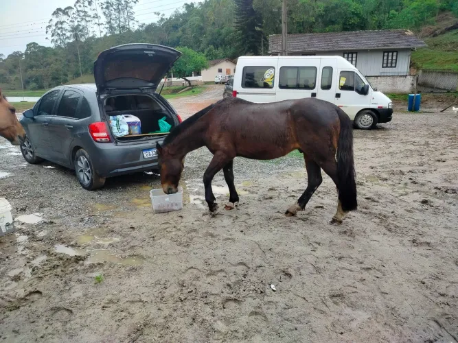 Cavalo crioulo 7 anos muito manso de sela .