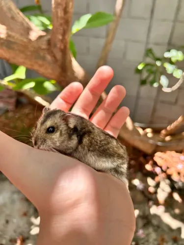 Vendo Hamster anão sírio 