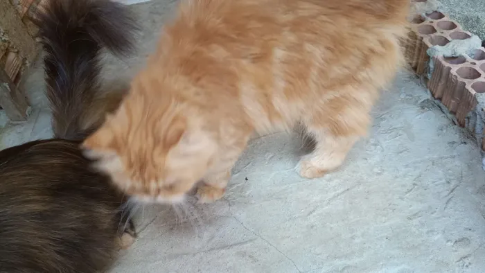 Gata persa