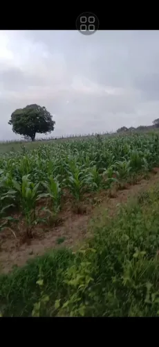 Terreno em canide de São francisco