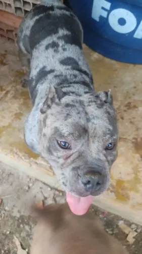 American Bully (fêmea merle), 18 meses... 