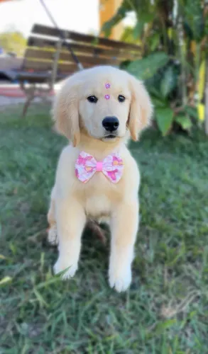 Golden Retriever fêmea 