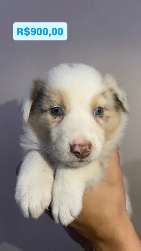 Border collie