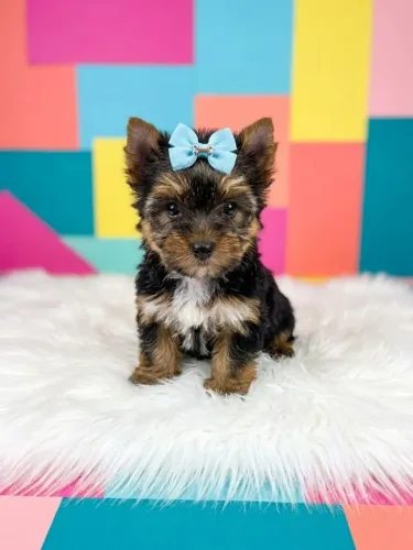 Yorkshire Mini Fofo