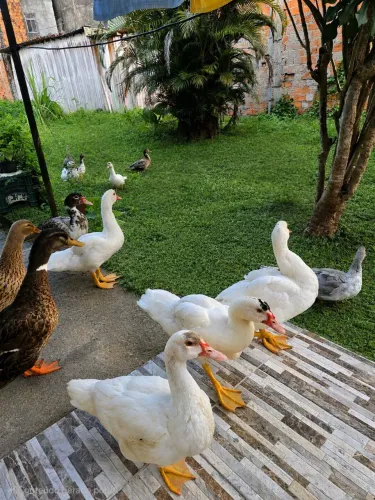 Patos jovens e saudáveis 