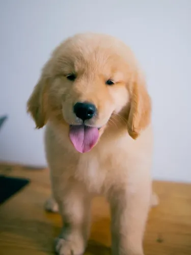 Golden retriever vermifugado lindos fêmeas e machos
