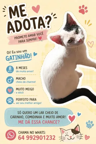 Doação gatinho