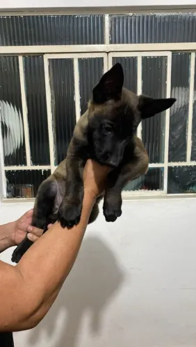 Pastor Belga Malinois