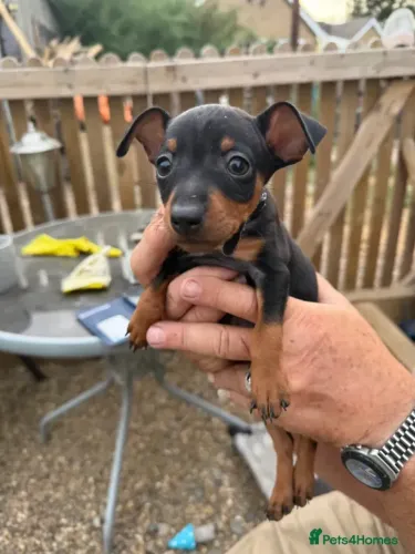 Cachorro filhote muito carinhoso Pinscher/Pincher/Pinsher/Pintier