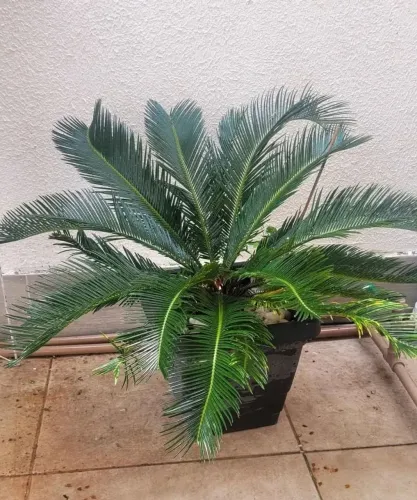 Palmeira sagu grande