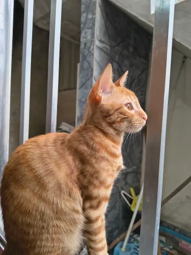 Doação gatos