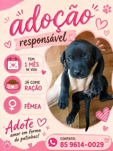 Adoção responsável