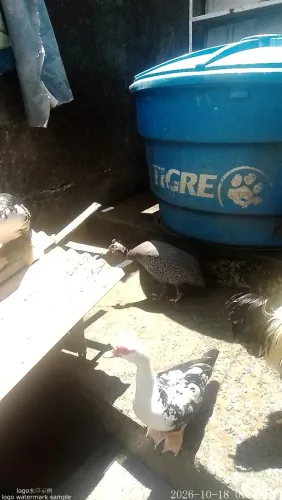 2 Guiné macho adulto. 80$ a unidade.