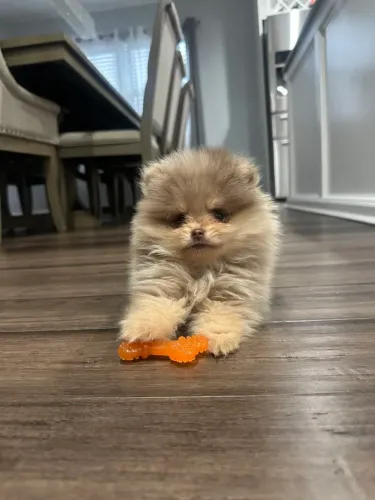 Spitz Alemão 