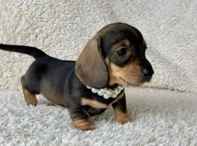 Dachshund miniatura princesa em 4 patas 