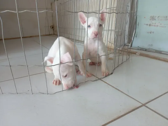 Pitbull RedNose Filhote