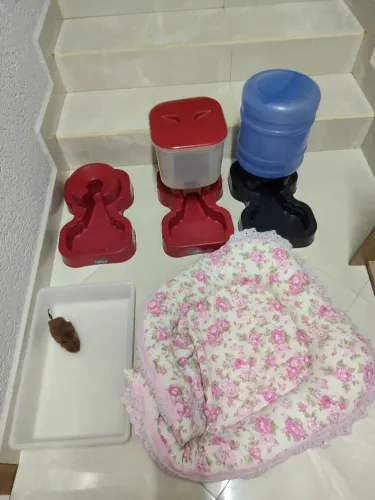 Vendo tudo para gatos por 85 reais