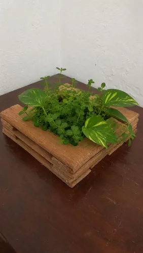 Cachepôs para plantas 