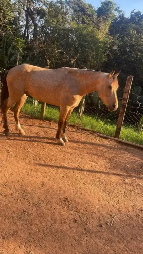 Vende-se um cavalo. Manga larga Machador, macha batida. Domado, castrado vai fazer 5 anos