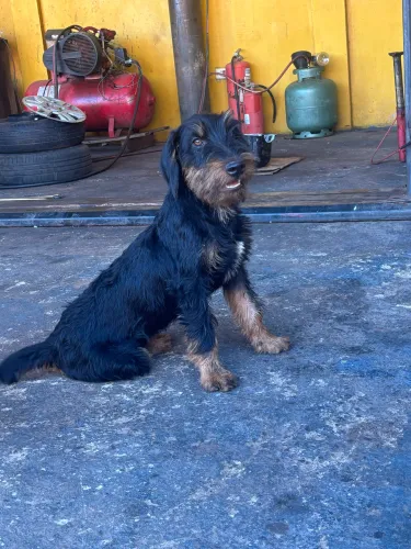 Cachorro Gardin terrie 