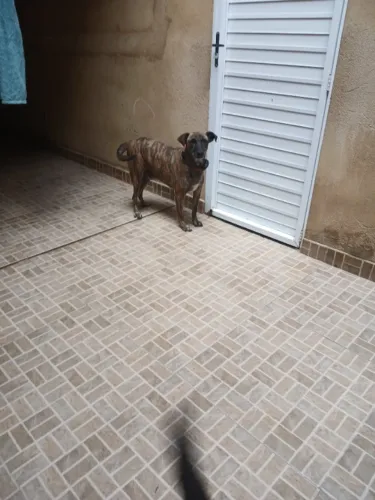 Cachorro pra Adoção 