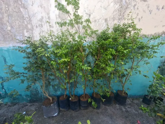 Mudas de jabuticaba híbrida produzindo - 1,85m
