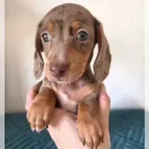 Dachshund,Dachshund Filhote Selecionado Alta Procedência