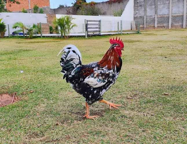 GALINHAS GSB